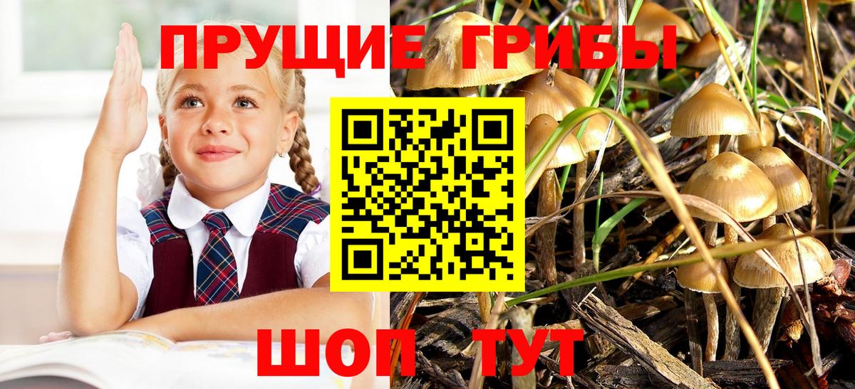 Галлюциногенные грибы Psilocybine cubensis Можайск